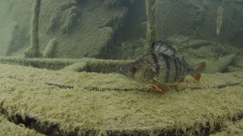 Perch The Wildlife Trusts